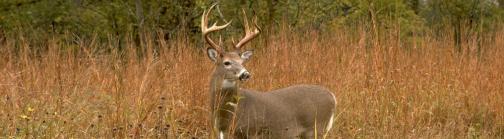 Deer