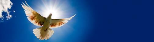 Dove