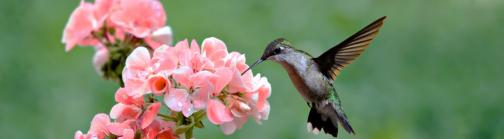 Hummingbird