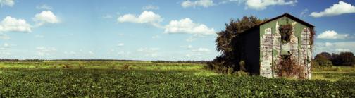 Tobacco farm