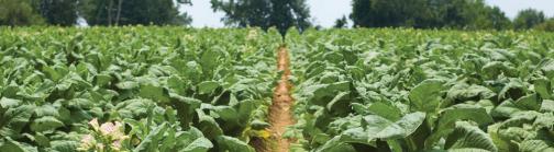 Tobacco plants